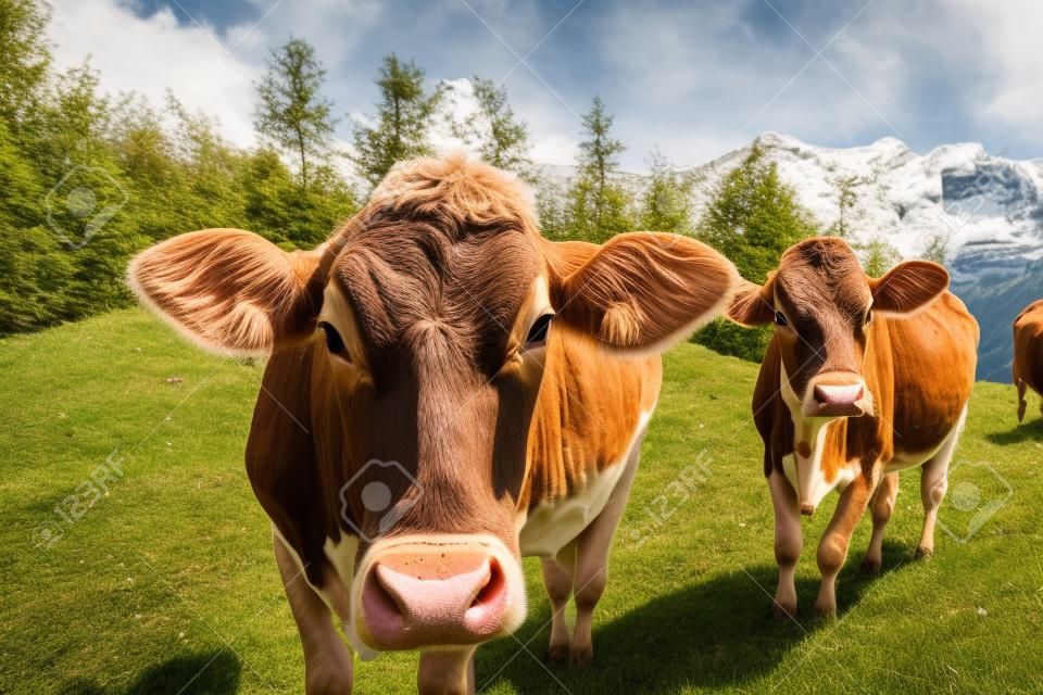 коричневый швейцарских коров на горном пастбище в Швейцарии