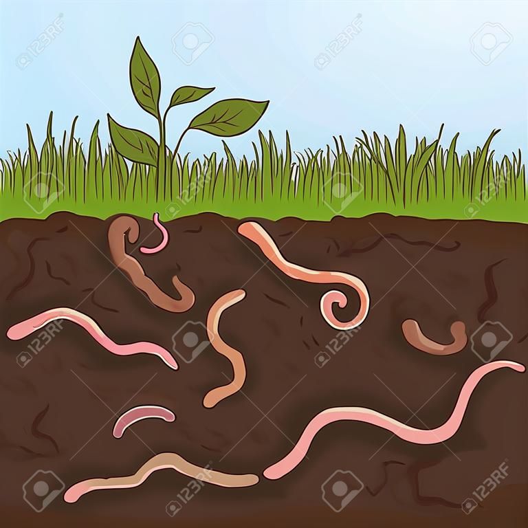 Lombrices de tierra rosadas en suelo de jardín. Corte de tierra con gusanos. Ganadería y agricultura. Ilustración vectorial dibujada a mano.