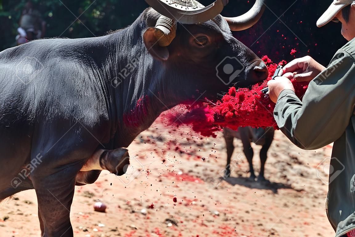 Op deze zeer traditionele begrafenisceremonie in Sulawesi, een eiland in Indonesië in Zuidoost-Azië, slachtten ze 10 buffels af met daar messen als deze.
