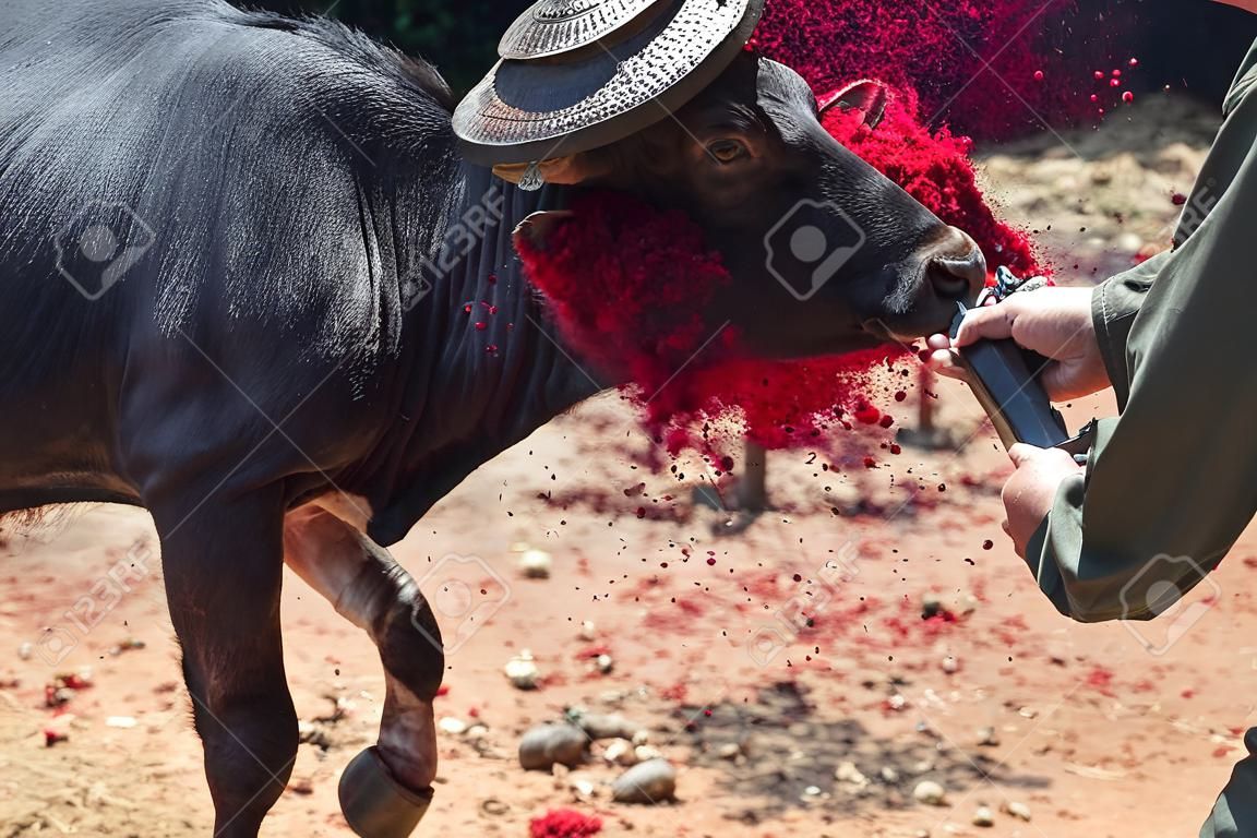 Op deze zeer traditionele begrafenisceremonie in Sulawesi, een eiland in Indonesië in Zuidoost-Azië, slachtten ze 10 buffels af met daar messen als deze.