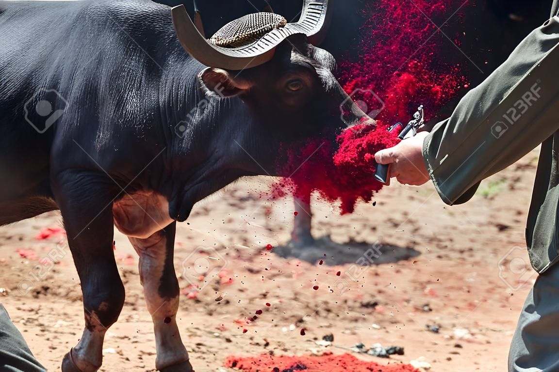 At this very traditional funeral ceremony in Sulawesi, a island of Indonesia in south-east asia, they slaughtered 10 buffalos with there knives like this.