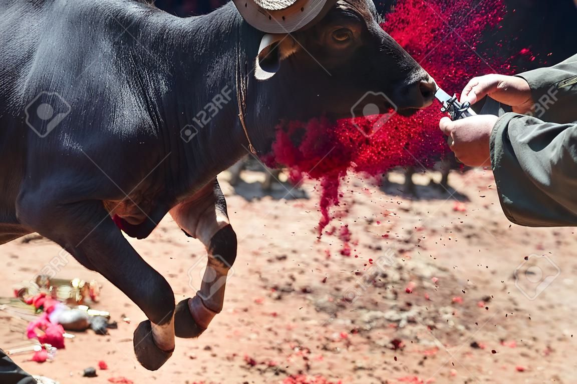 At this very traditional funeral ceremony in Sulawesi, a island of Indonesia in south-east asia, they slaughtered 10 buffalos with there knives like this.