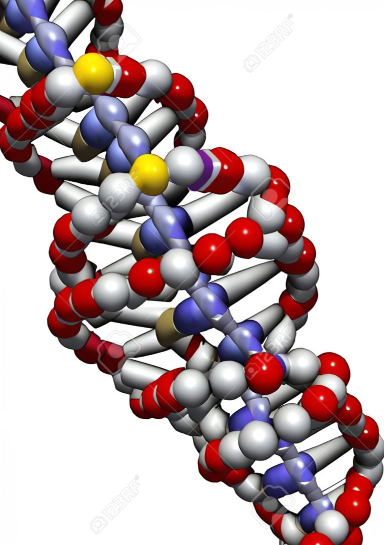 DNA の立体構造。DNA は遺伝情報すべての有機体の主要なキャリアです。ここで示されている DNA のひと遺伝子の一部であり、線形二重螺旋として表示されます。