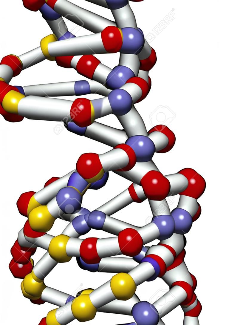 DNA の立体構造。DNA は遺伝情報すべての有機体の主要なキャリアです。ここで示されている DNA のひと遺伝子の一部であり、線形二重螺旋として表示されます。
