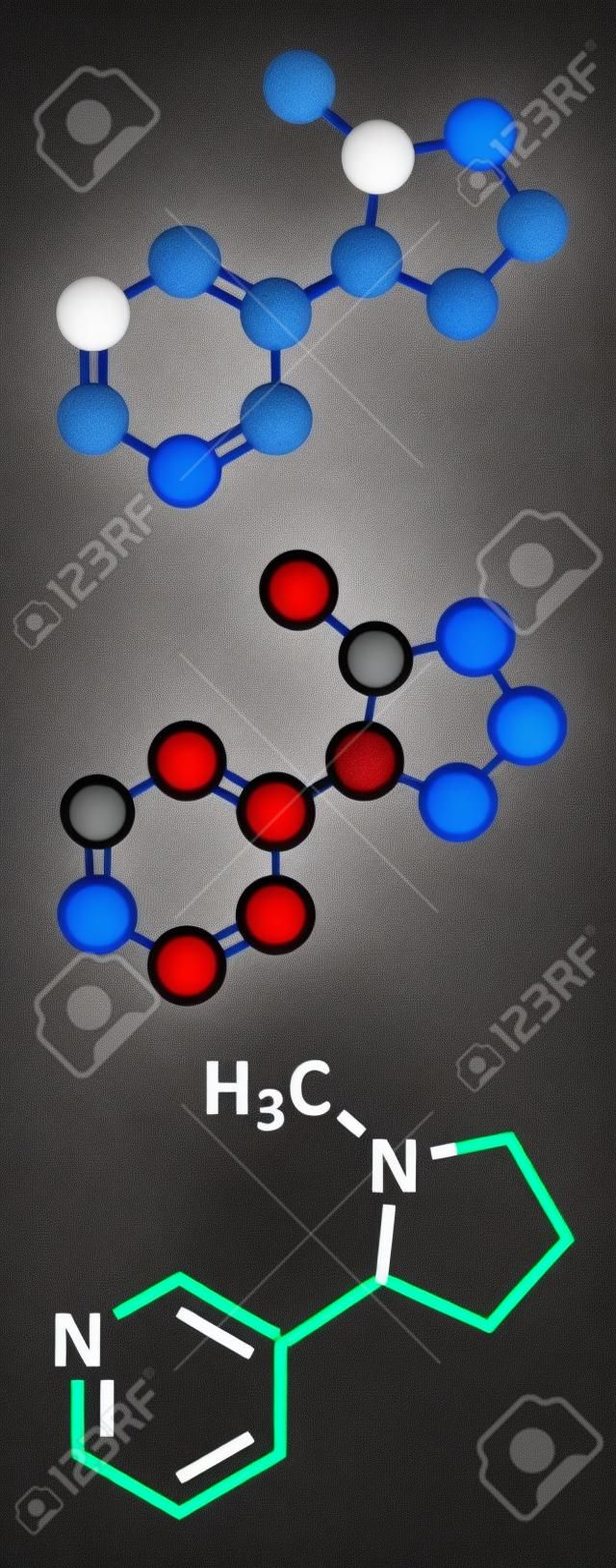 Nicotine tobacco stimulant molecule. Main addictive component in cigarette smoke. Atoms are represented as spheres with conventional color coding: hydrogen (white), carbon (grey), nitrogen (blue).