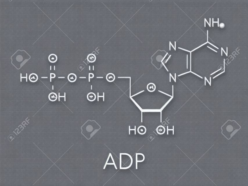 estructura de difosfato de adenosina