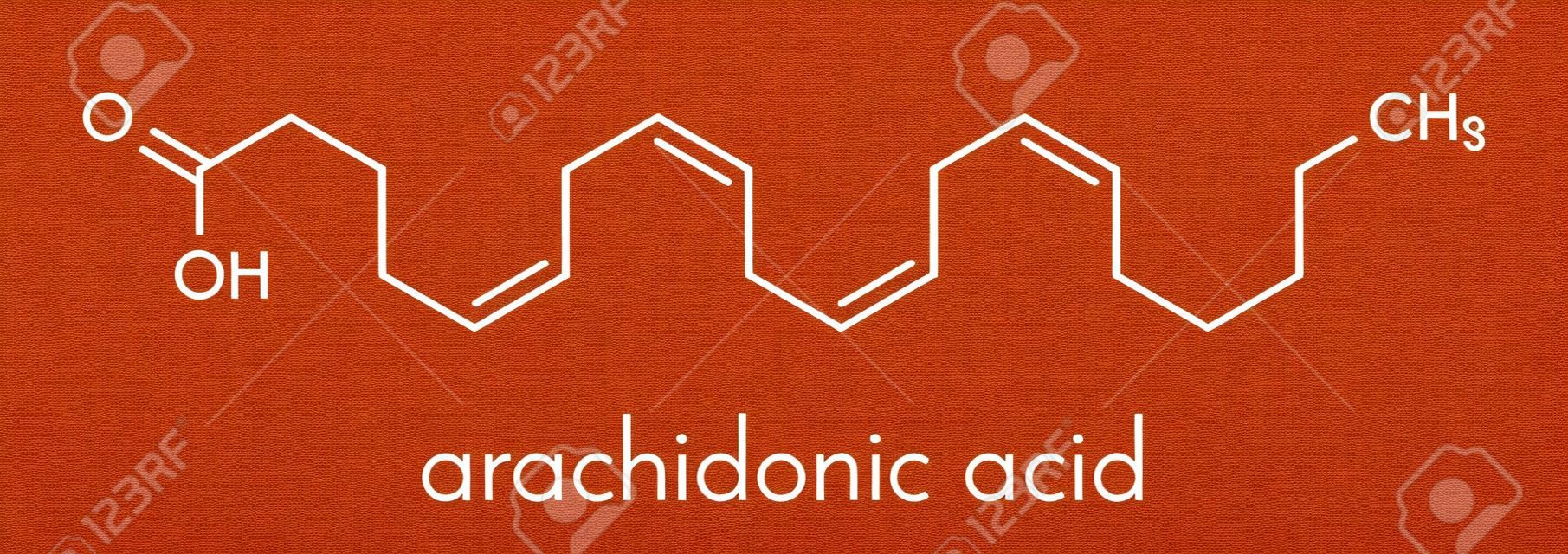 Arachidonic acid molecule. Polyunsaturated omega-6 fatty acid that is a precursor of prostaglandins, prostacyclin, thromboxanes, leukotrienes and anandamide. Skeletal formula.