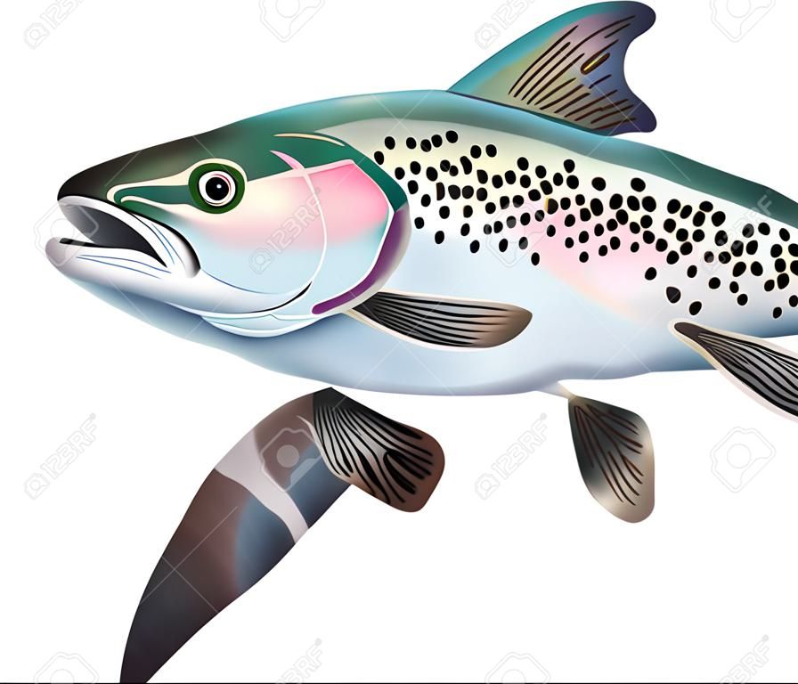 Forellen-Fisch-Abbildung. Bunte Illustration mit Details