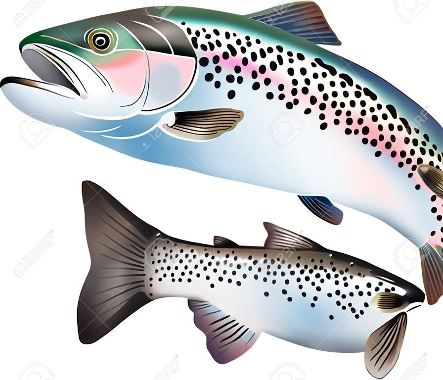 Ilustración de peces trucha. Ilustración colorida con detalles