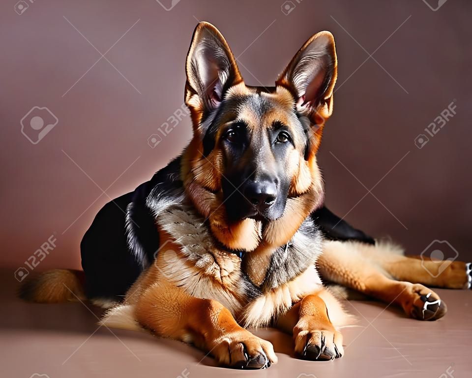Alman çoban köpeği portre kahverengi arka plan ile stüdyoda