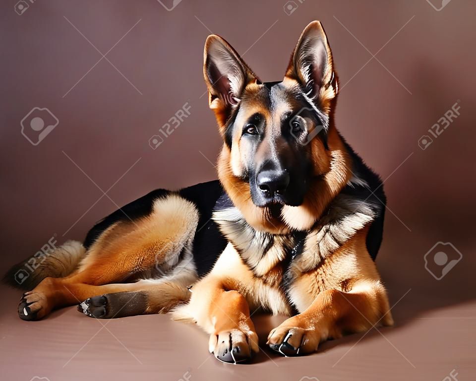 Retrato de perro pastor alemán en estudio con fondo marrón