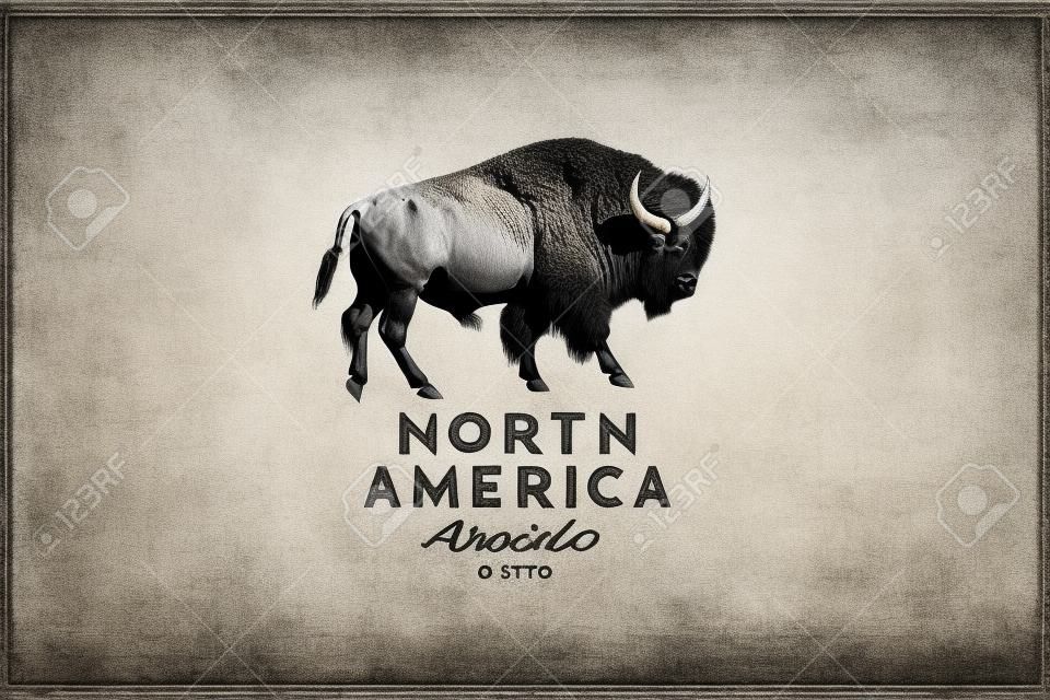 Hand drawing of American bison in retro engraving style. Buffalo in graphic vintage style.