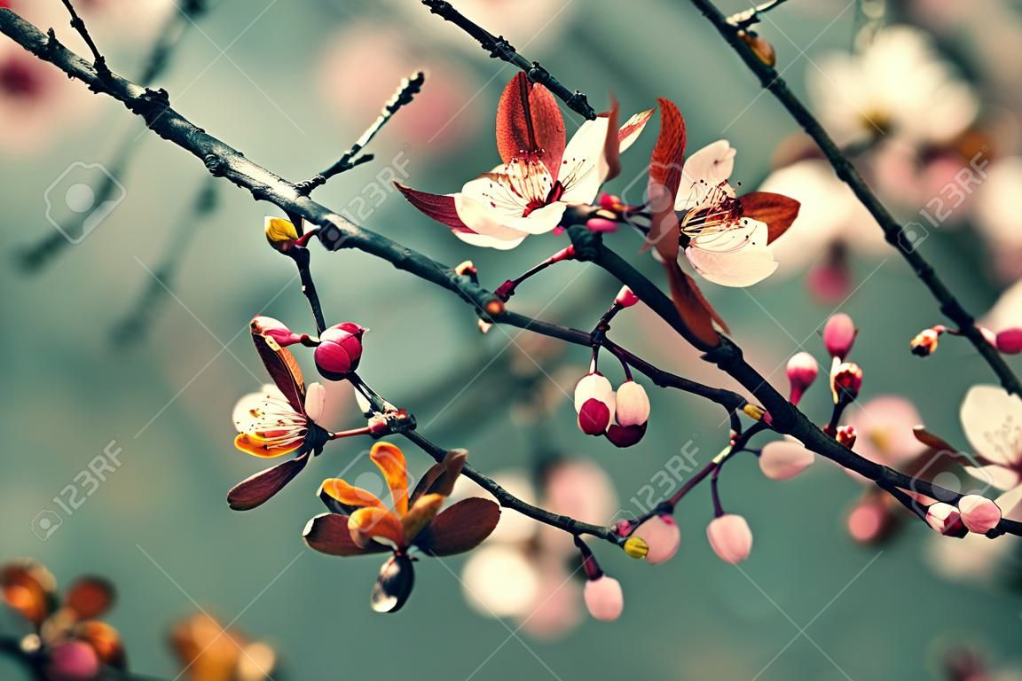 Belle floraison des cerisiers japonais - Sakura. Fond avec des fleurs un jour de printemps.