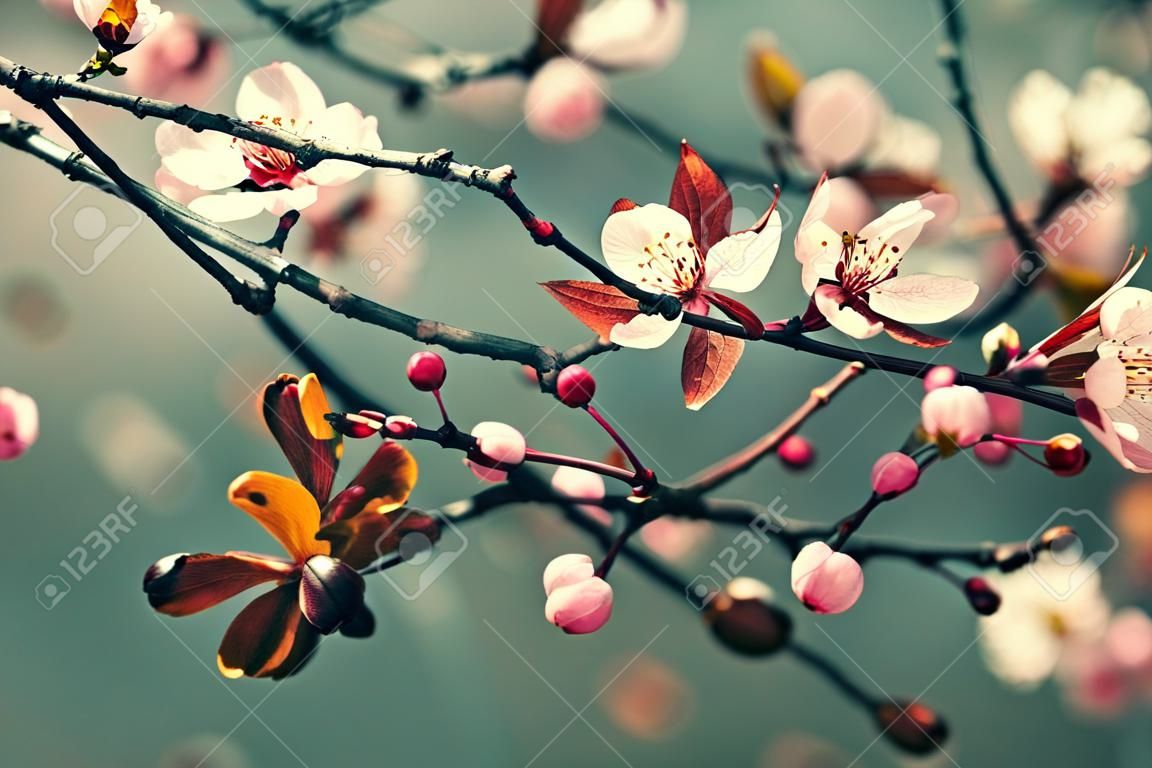 Belle floraison des cerisiers japonais - Sakura. Fond avec des fleurs un jour de printemps.
