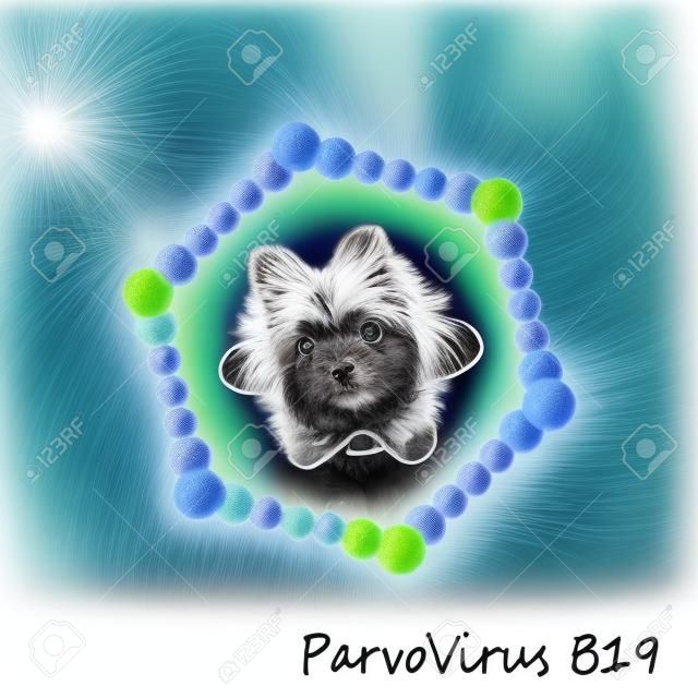 Struttura delle particelle da parvovirus B19