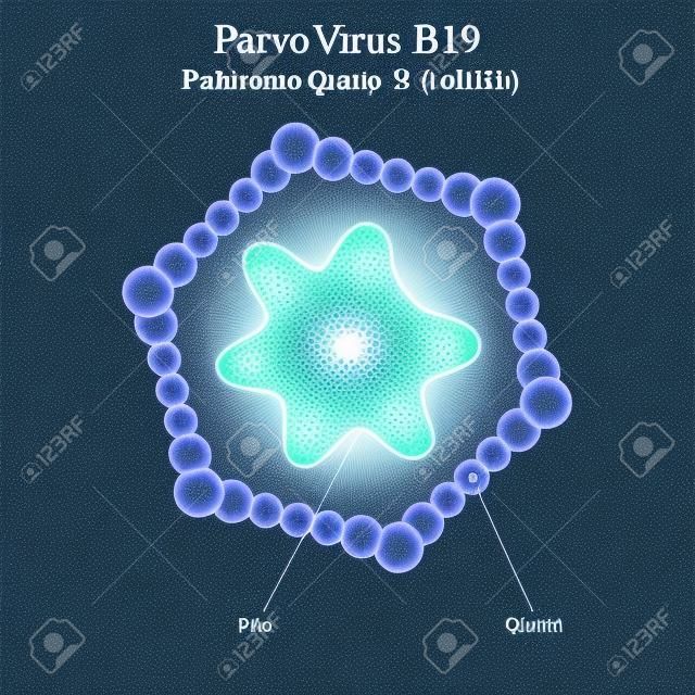 Diagrama da estrutura de partículas do vírus Parvo B19