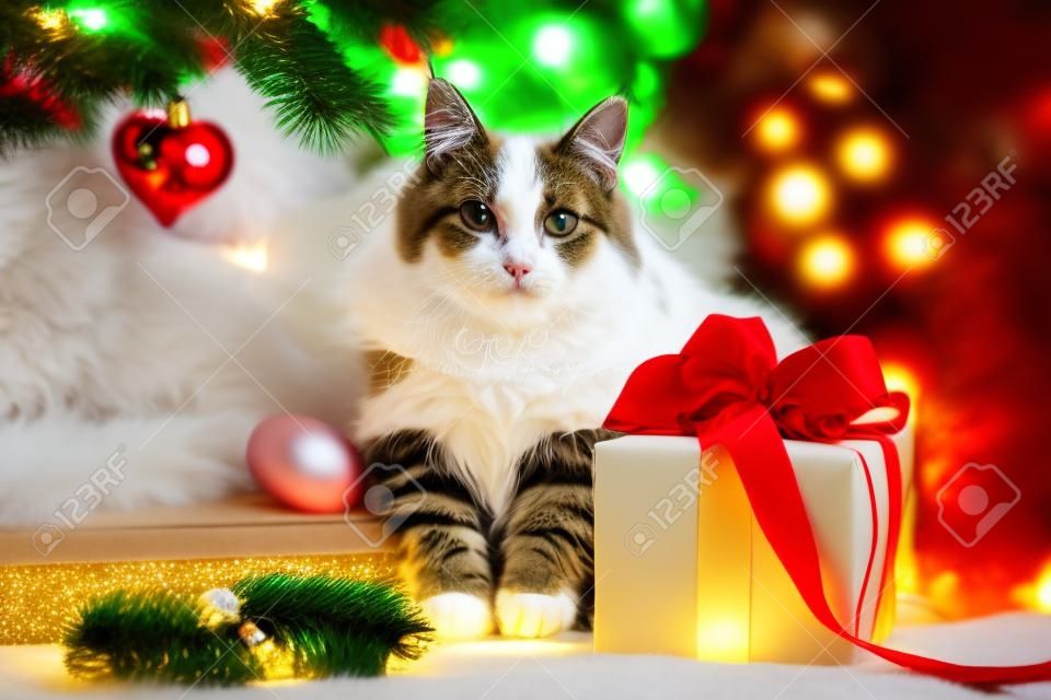 Kerstkat. Portret van een dikke pluizige kat naast een geschenkdoos op de achtergrond van kerstboom en lichten van bloemenslingers.