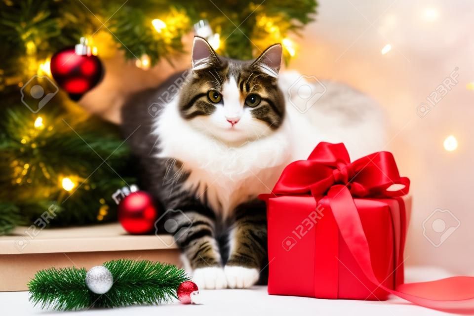Kerstkat. Portret van een dikke pluizige kat naast een geschenkdoos op de achtergrond van kerstboom en lichten van bloemenslingers.