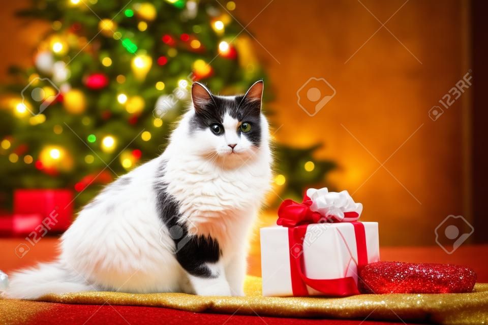크리스마스 고양이. 크리스마스 트리 배경과 화환의 불빛에 있는 선물 상자 옆에 있는 뚱뚱하고 푹신한 고양이의 초상화.