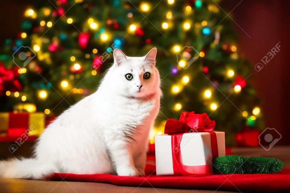 Christmas cat. Portrait of a fat fluffy cat next to a gift box on the background of Christmas tree and lights of garlands.
