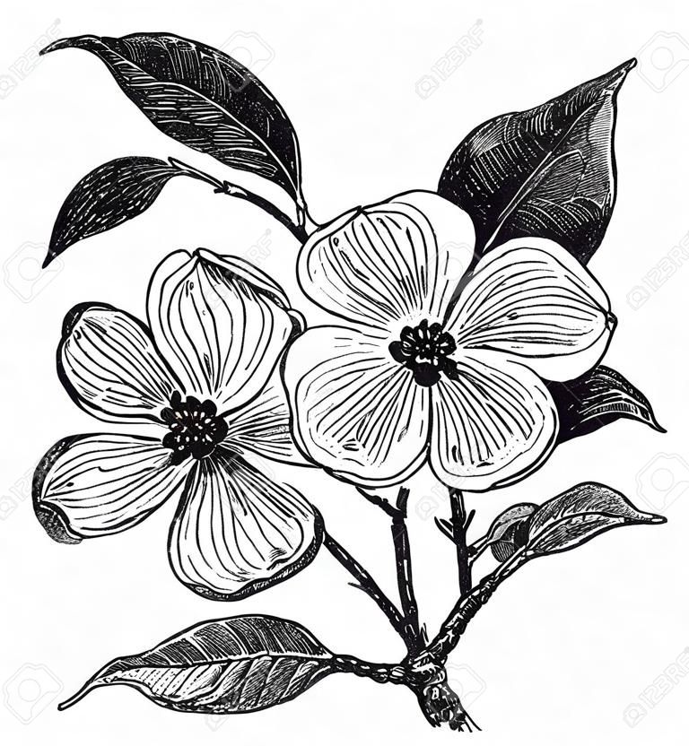 Floración Dogwood Cornus florida o, grabado de época. Ilustración del Antiguo grabado de un cornejo en flor.