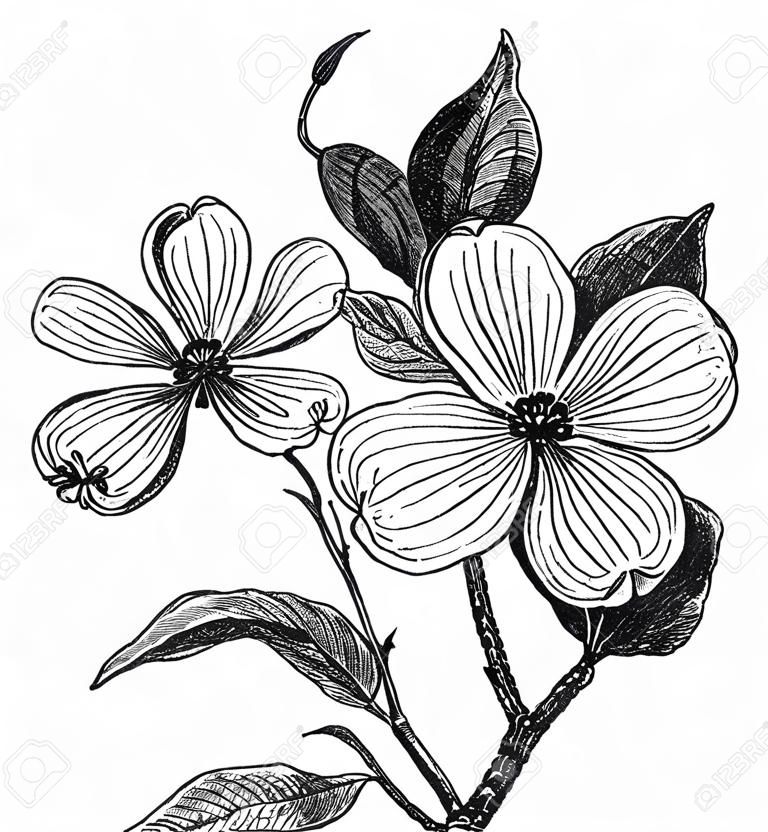 Floraison de cornouiller ou de Cornus florida, gravure millésime. Vieux illustration gravée d'un cornouiller fleuri.