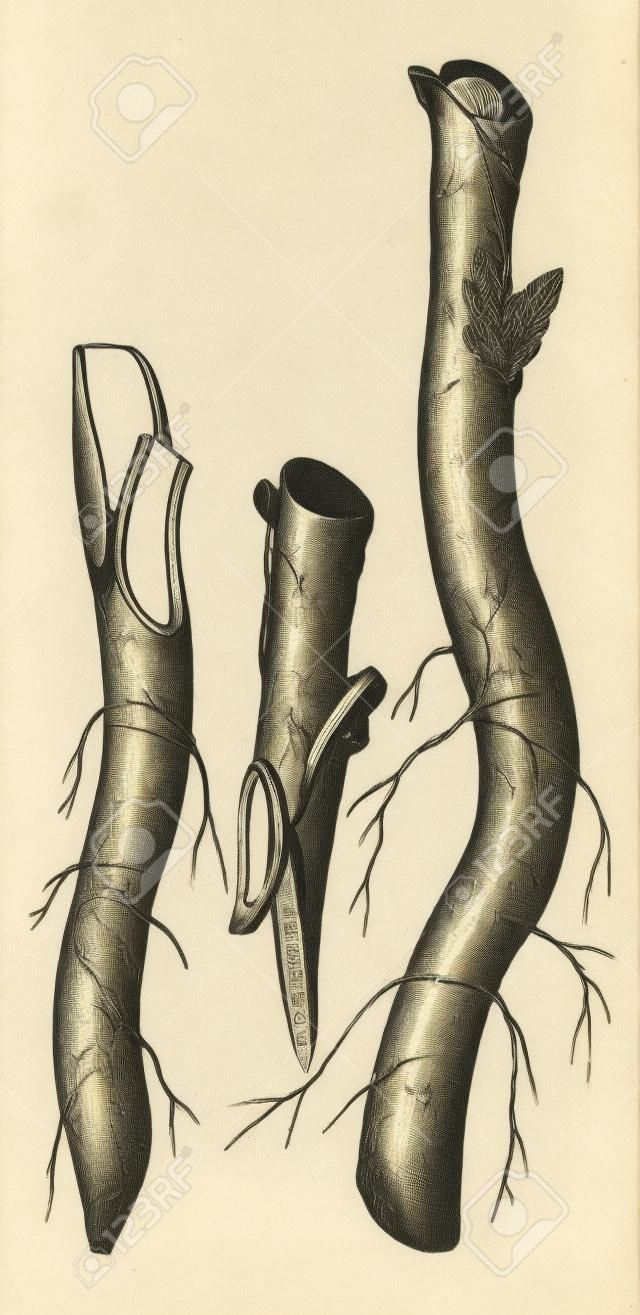 Fig. 3 - Fouetter la greffe ou de la langue de greffage sur le millésime collier engraving.Old illustration gravée de propagation par le fouet de greffage.