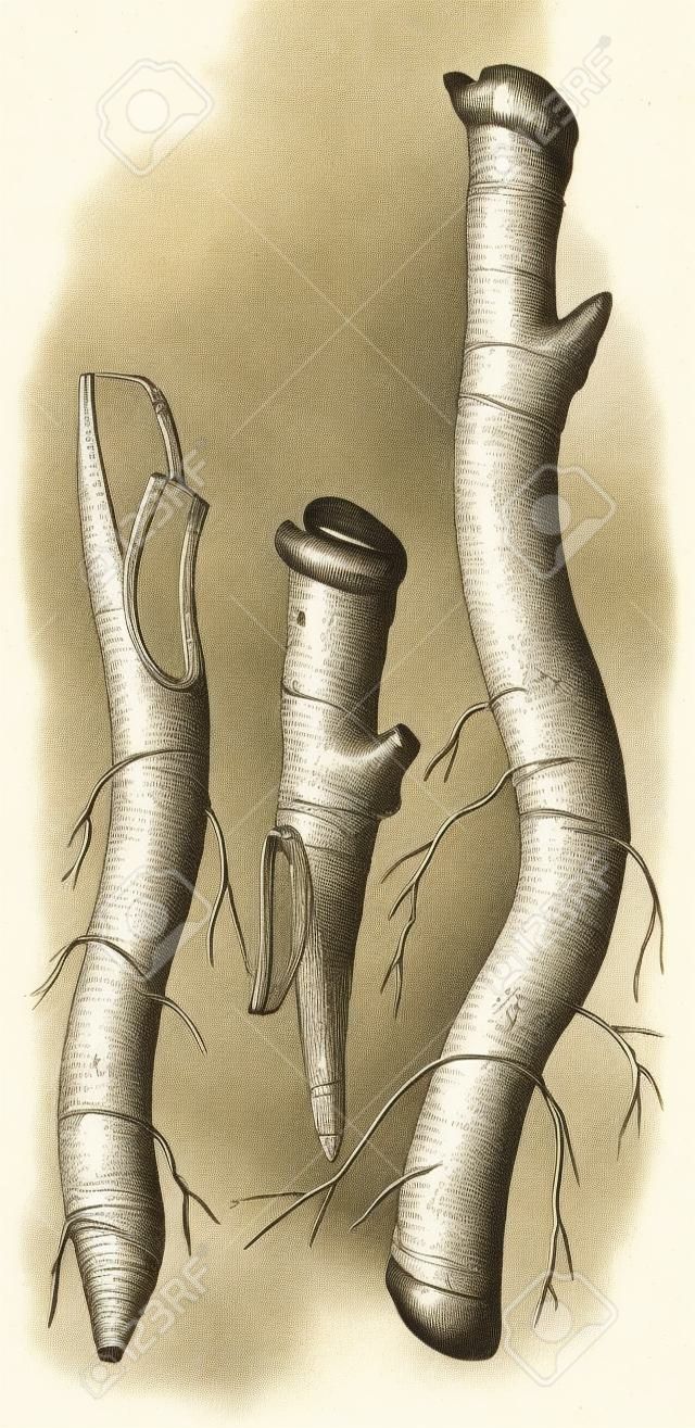Fig. 3 - Fouetter la greffe ou de la langue de greffage sur le millésime collier engraving.Old illustration gravée de propagation par le fouet de greffage.