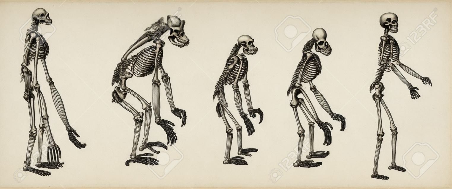 Old engraved illustration of the comparison of greatest apes skeleton with human skeleton.  The skeletons of Gibbon, Gorilla , Chimpanzee, Orangutan with skeleton of Human isolated on a white background. Dictionary of words and things - Larive and Fleury 