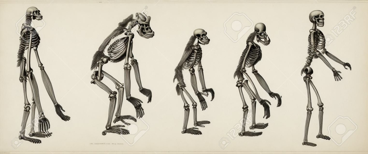 Alt eingraviert Darstellung des Vergleichs der größten Affen Skelett menschlichen Skeletts. Die Skelette von Gibbon, Gorilla, Schimpanse, Orang-Utan mit dem Skelett der Menschen auf einem weißen Hintergrund. Wörterbuch der Wörter und Dinge - Larive und Fleury