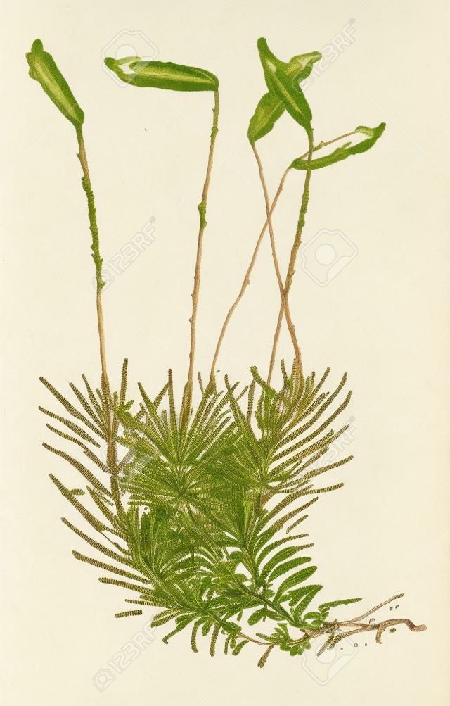 Gemeinsame Widerton Moss oder Polytrichum Gemeinde zeigt Sporophyt, Jahrgang gravierte Darstellung. Wörterbuch der Wörter und Dinge - Larive und Fleury - 1895