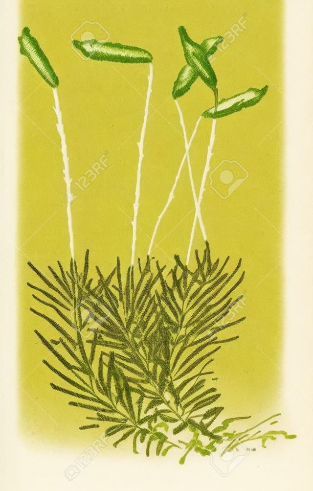 Gemeinsame Widerton Moss oder Polytrichum Gemeinde zeigt Sporophyt, Jahrgang gravierte Darstellung. Wörterbuch der Wörter und Dinge - Larive und Fleury - 1895
