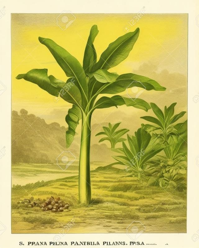 Banana, Plantain, or Musa sp., showing fruits and inflorescence, vintage engraved illustration. Dictionary of Words and Things - Larive and Fleury - 1895