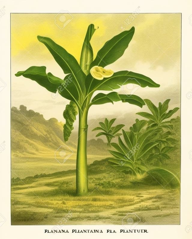 Banana, Plantain, or Musa sp., showing fruits and inflorescence, vintage engraved illustration. Dictionary of Words and Things - Larive and Fleury - 1895