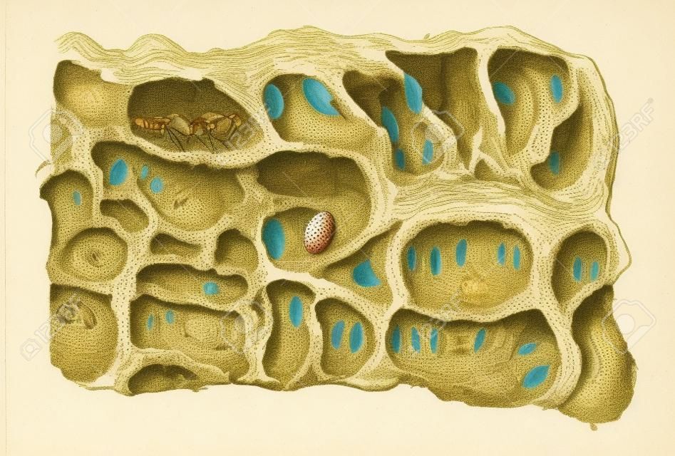 蚂蚁或蚁卵巢刻横截面显示年份的话，事情larive弗勒里- 1895图解词典