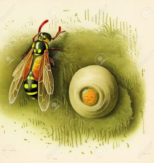 Nest of the Potter Wasp or Eumenes sp., made of mud, pot-shaped, vintage engraved illustration. Dictionary of Words and Things - Larive and Fleury - 1895