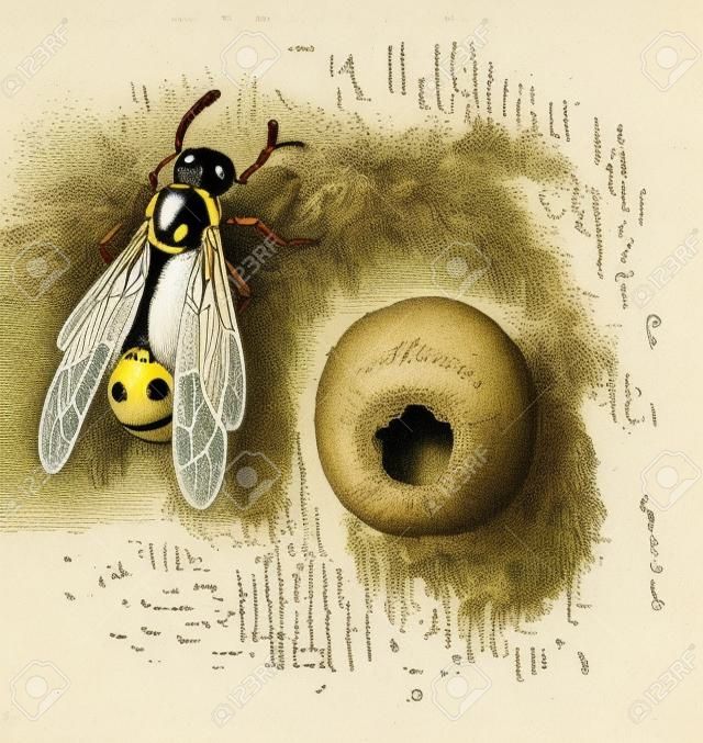 Nest of the Potter Wasp or Eumenes sp., made of mud, pot-shaped, vintage engraved illustration. Dictionary of Words and Things - Larive and Fleury - 1895