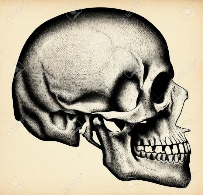 頭骨的側視圖，復古刻插圖。