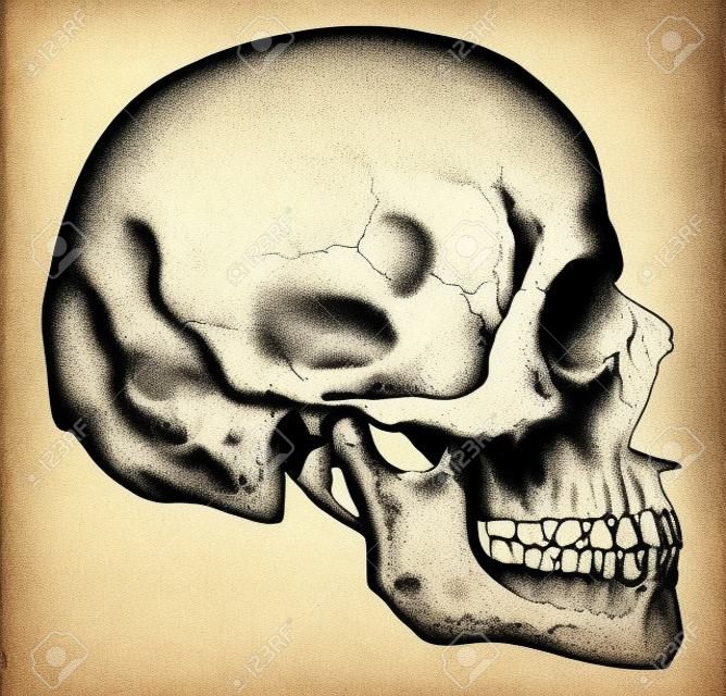 Vue de côté du crâne, illustration vintage gravé.