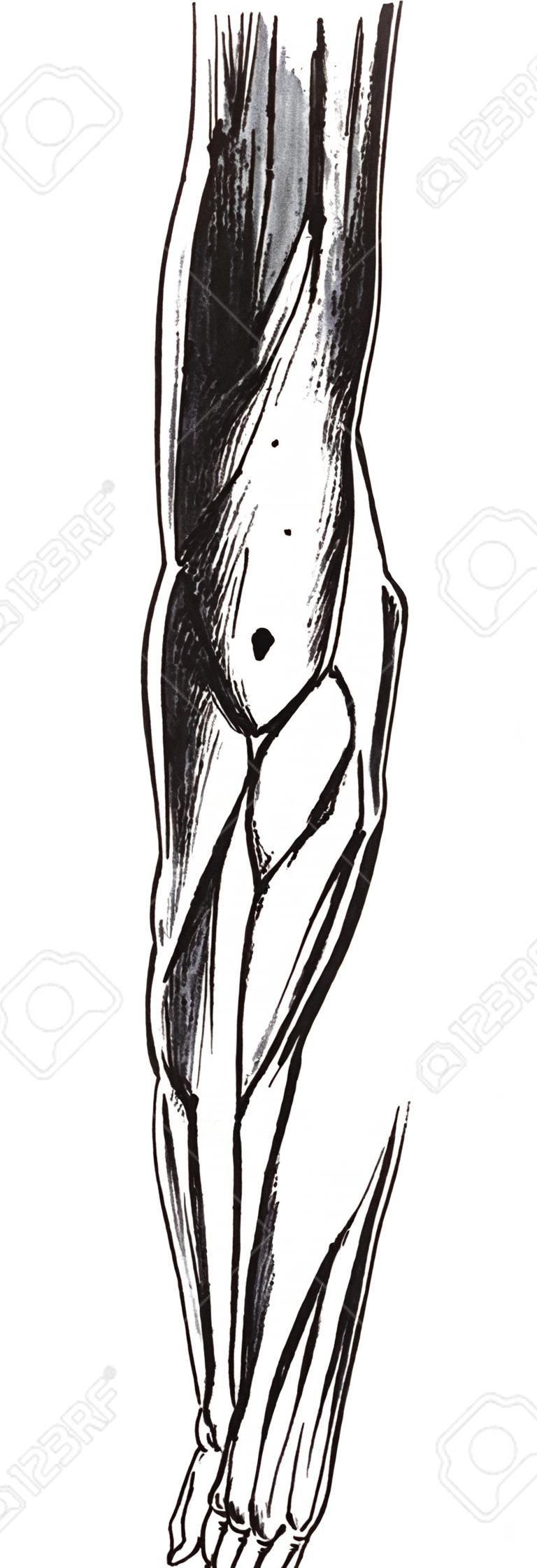 Вид спереди мышцы, плечо, руку, предплечье, старинные иллюстрации гравировкой.