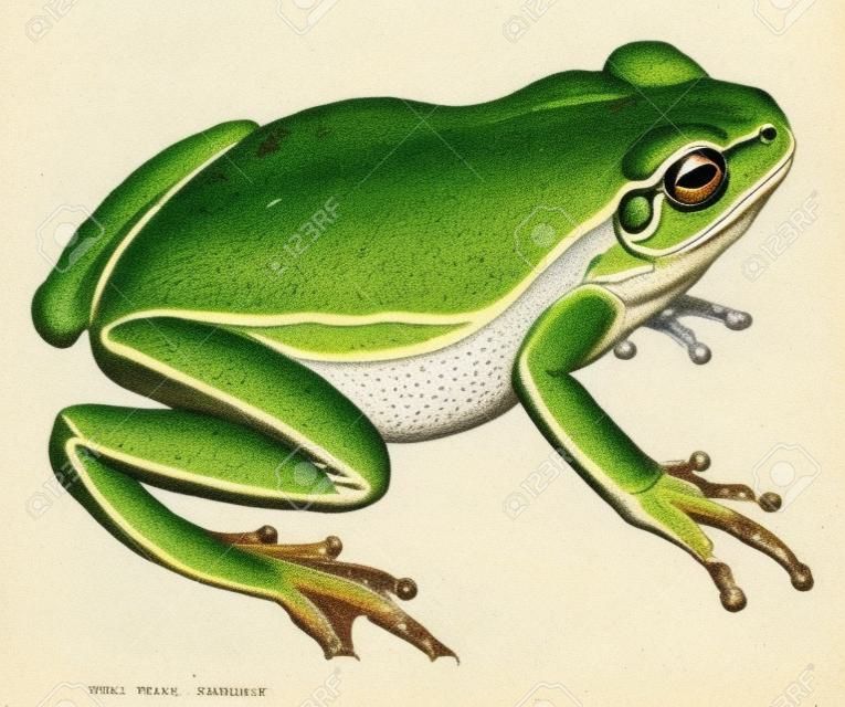 Kurbağa, bağbozumu oyulmuş illüstrasyon. Hayvanların Natural History, 1880.