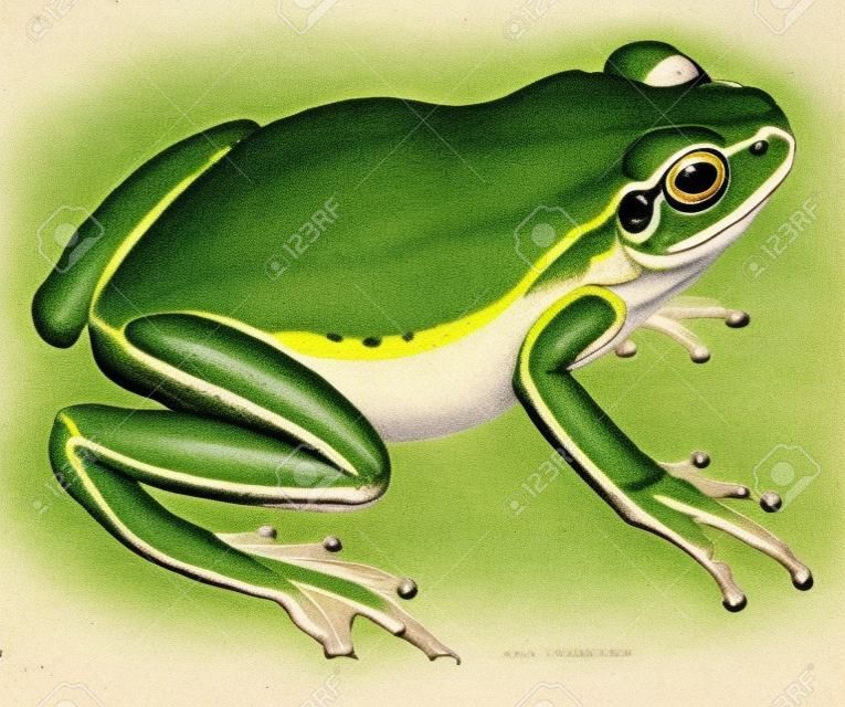 개구리, 빈티지 새겨진 된 그림입니다. 동물의 자연사, 1880