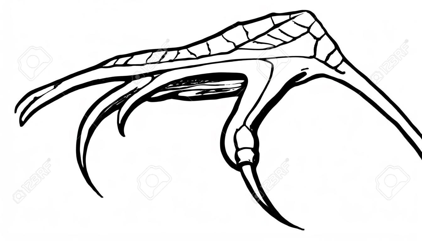 Questa immagine rappresenta il disegno della linea vintage di Barn Swallow Claw o l'illustrazione dell'incisione.
