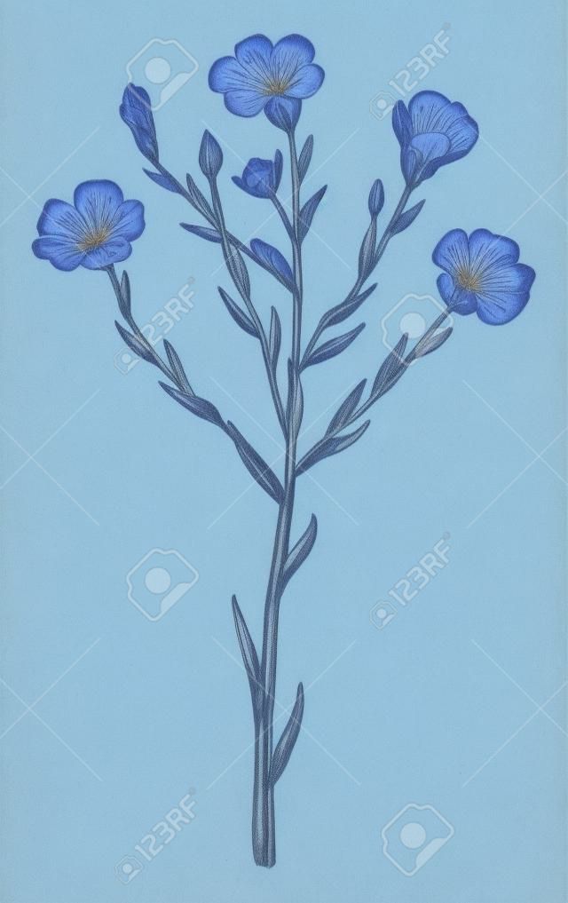 Uma imagem está mostrando o linho, também conhecido como linhaça. Pertence à família Linaceae. Esta é uma cultura básica cultivada nas partes mais frias do mundo. As flores são puro azul pálido com cinco pétalas, desenho de linha vintage ou ilustração de gravura.