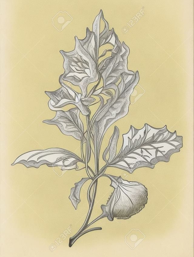 L'immagine dello stramonio noto come Datura stramonium, è una pianta della famiglia della belladonna. La gente dell'India offre questo mentre adora il Signore Shiva, il disegno di linee vintage o l'illustrazione dell'incisione.