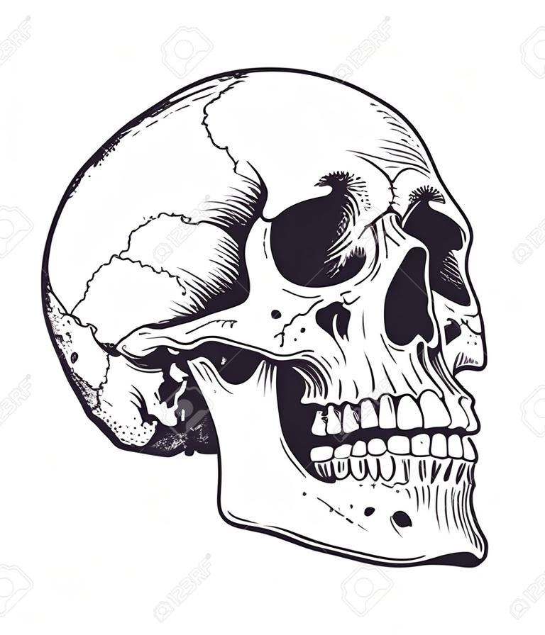 Arte do vetor de crânio anatômico. Ilustração desenhada à mão detalhada do crânio. Grunge intemperou a ilustração.