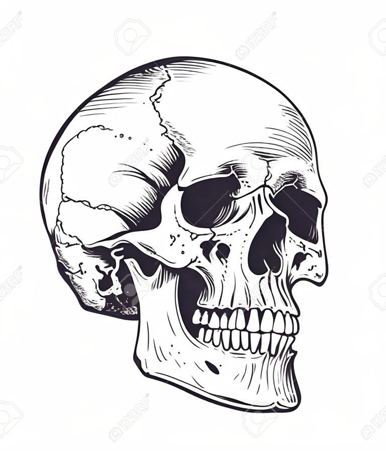 Anatomic Skull Vector Art. Detailed hand-drawn illustration of skull. Grunge weathered illustration.