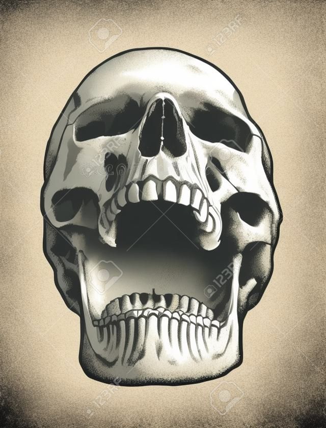 Arte do vetor da caveira anatômica. Ilustração desenhada à mão detalhada do crânio com boca aberta. Grunge intemperou a ilustração.
