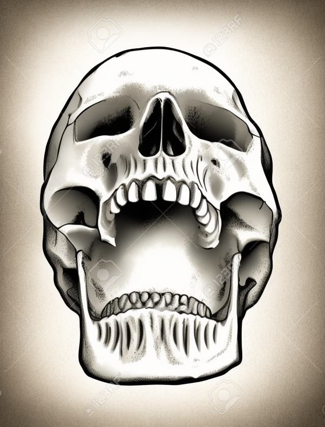 Arte do vetor da caveira anatômica. Ilustração desenhada à mão detalhada do crânio com boca aberta. Grunge intemperou a ilustração.