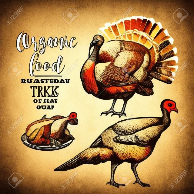 Roasted Turkey - Vector engraved illustration in vintage style